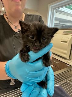 a woman in blue gloves holding a small black kitten on top of a metal shelf