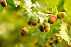 acorns growing on the branch of an oak tree royalty images and stock photos