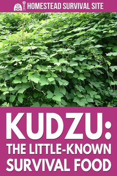 kudzu the little - known survival food