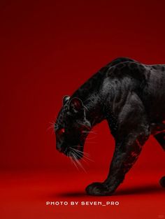 a black cat walking across a red background with the words photo by seven - pro