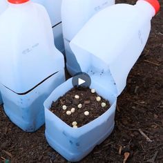 several plastic containers filled with dirt and some plants