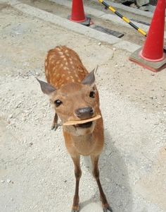 a small deer standing on top of a cement ground next to a cone with the caption, it's dangerous to go alone take this cookie