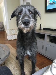 a black and gray dog sitting on top of a rug in front of a tv