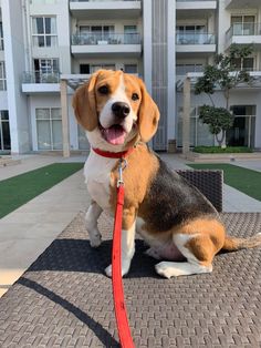 a beagle dog sitting on top of a table with a red leash around it's neck