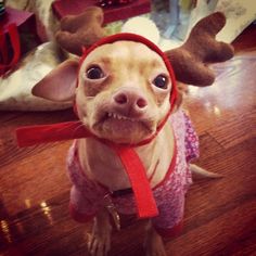 a small dog wearing a red scarf and reindeer antlers on its head is looking up at the camera