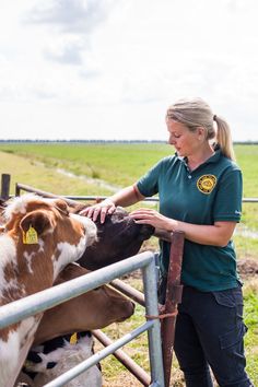 a woman in green shirt petting a brown and white cow