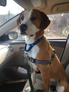 a brown and white dog sitting in the back seat of a car on a leash