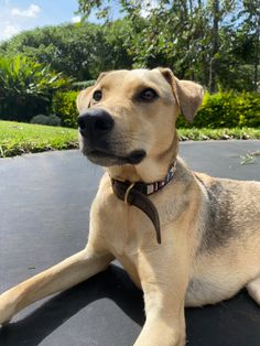 a brown dog laying on top of a black mat