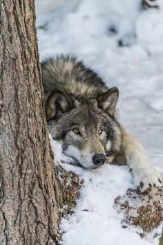 a wolf laying on the ground next to a tree in the snow with it's paw resting on its head