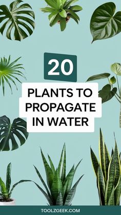 the top 20 plants to propagate in water