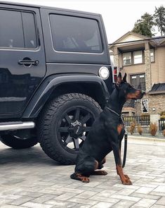 a black and brown dog sitting on the ground next to a parked jeep in front of a house