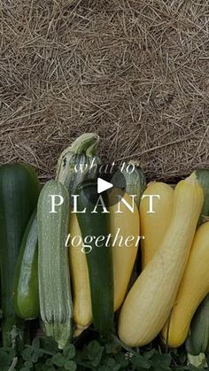 several zucchini and squash on display in front of hay with text overlay that reads how to plant together