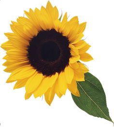 a single sunflower with green leaves on a white background