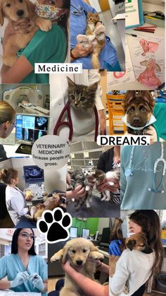 the collage shows many different pictures of dogs, cats and veterinas with caption that says medicine