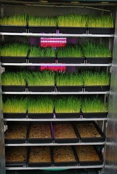 several trays filled with green plants and grass