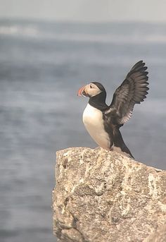 a black and white bird sitting on top of a rock next to the ocean with it's wings spread