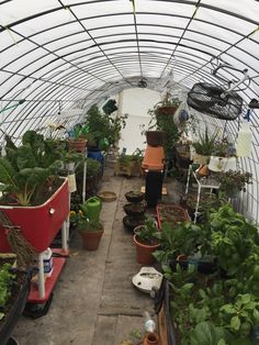 a greenhouse filled with lots of plants and potted plants in it's walls