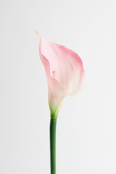 a single pink flower in a vase on a white background with room for text or image