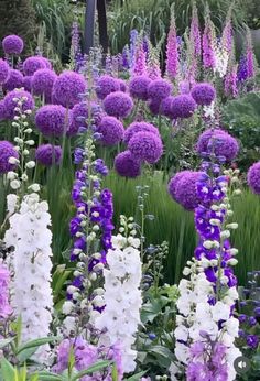 many purple and white flowers in a garden