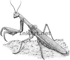 the praying mantissa is standing on top of a rock, vintage line drawing or engraving