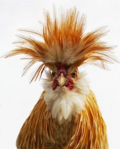 a close up of a chicken with long hair on it's head and eyes