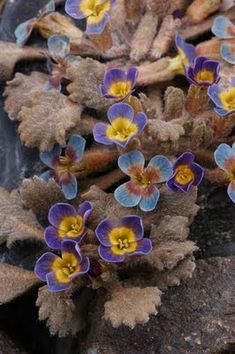 small blue and yellow flowers growing out of the ground