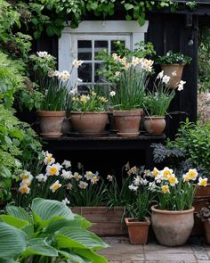 many potted plants and flowers in front of a window