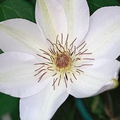 a white flower with green leaves in the background