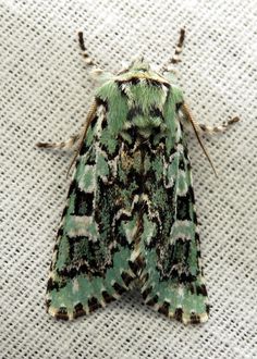 a large green and black moth sitting on top of a white cloth covered tablecloth