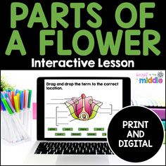 the parts of a flower interactive lesson for kids