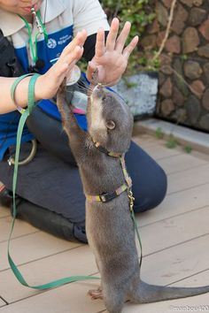 a small animal is standing on its hind legs with it's front paws in the air