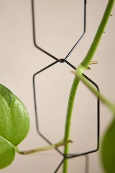 a close up of a green plant with some sort of wire on it's back