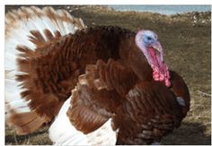 a large turkey standing on top of dry grass