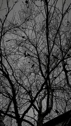 black and white photograph of birds in tree branches with dark sky behind them at night