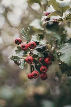 berries hanging from a tree with green leaves