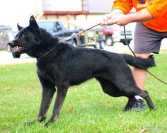 a black dog on a leash being walked by a man