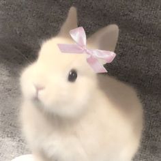 a small white rabbit with a pink bow on its head sitting on the floor and looking at the camera