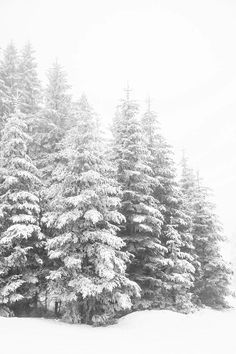 black and white photograph of snow covered pine trees in the winter with one person on skis