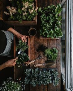 two people are cutting up plants on a wooden table with gardening utensils in front of them