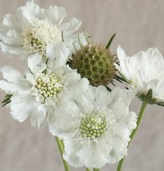 three white flowers are in a vase on a table with a gray wall behind them