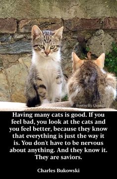 two cats sitting next to each other on top of a stone wall with a quote about having many cats good if you feel bad, you look at the cats