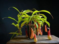 a potted plant sitting on top of a wooden table