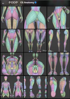 an image of the muscles and their functions in 3dsquatche, with text below