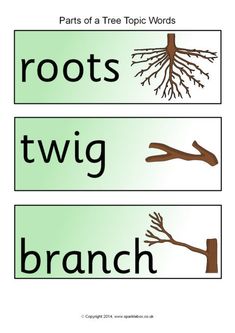 the words roots, twig and branch are shown in two separate pictures with each other