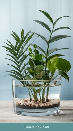 a plant in a glass bowl with rocks and plants