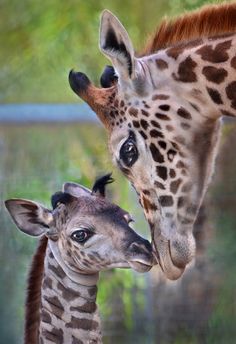 two giraffes are standing next to each other