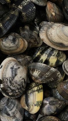 many clams are gathered together on the beach in this close - up photo,