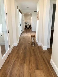 a dog sitting in the middle of a hallway with hard wood floors and white walls