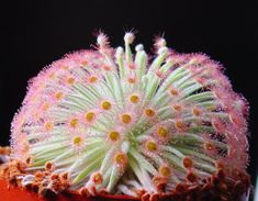 a close up of a flower on a plant