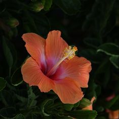 Title: June Fresh from Paradise a perfect hibiscus bloom with dewdrops ready for Summer.  ** This image is a limited edition print. Certificate with edition number will be included with this print.  * Your photograph will be carefully signed with photographer's initials in bottom right hand corner within the image.  * Image will be printed full requested size on 100% cotton fine art paper with an additional 1/2" white border to accommodate custom framing.         * Custom framing is a great way to go, but there are standard size frames available online and at your local art/craft stores that will accommodate all of the above sizes.  Some of my favorite places to look for standard frames are:  Wayfair.com, Michaels.com, Pottery Barn,  and Framebridge.com. All images ©Carla Azzata Photograph Pink And Orange Hibiscus, Pretty Flowers Pictures, Hibiscus Plant, Flower Icons, Nothing But Flowers, Flower Therapy, Hawaiian Flowers, Nature Plants, Passion Project